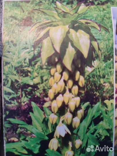 Продам цветы комнатные