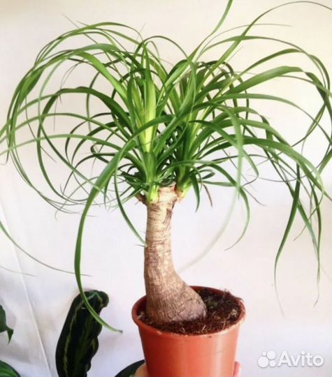 Бутылочное дерево нолина