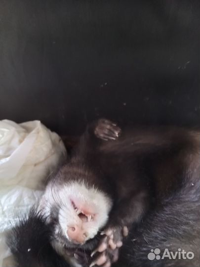 Домашний хорек