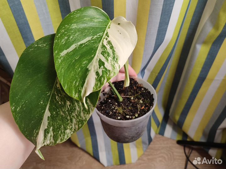 Монстера Альба детка