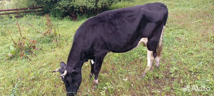 Коровы быки телята
