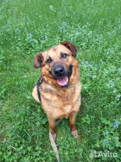 Добряк Бой в поисках дома