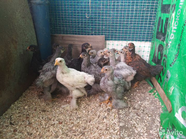 Яйцо инкубационное