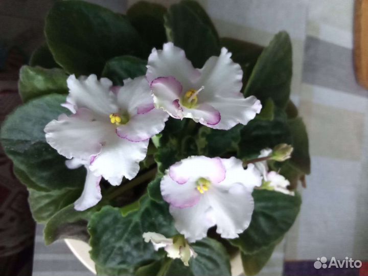 Сортовые фиалки