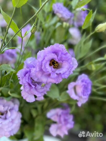 Эустома оптом