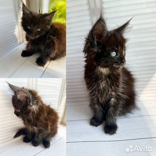 Котята мейн-кун