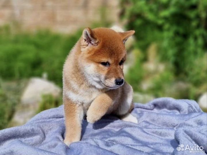 Собаки сиба ину щенки