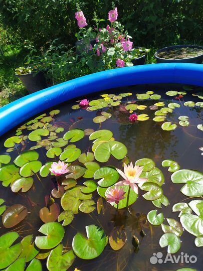 Нимфеи кувшинки