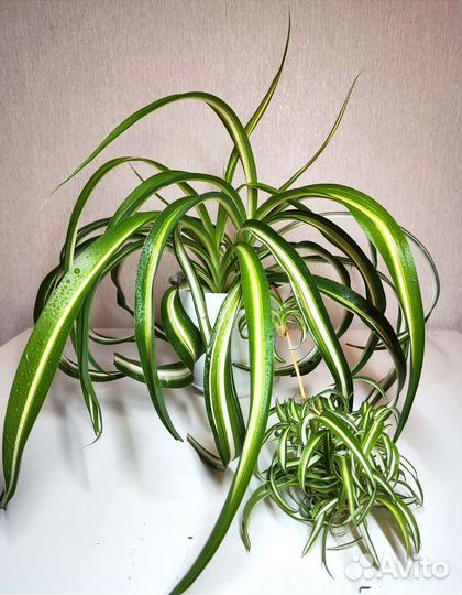 Хлорофитум кудрявый Бонни, хлорофитум хохлатый