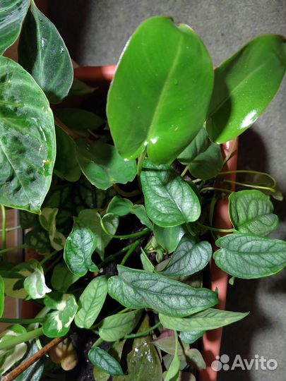 Филодендрон, монстера, эпипремиум, перец