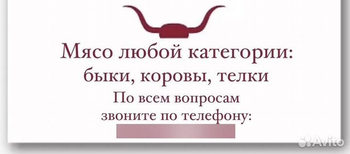 Быки на мясо