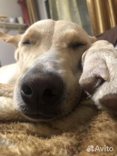 Чудесная собака в добрые руки