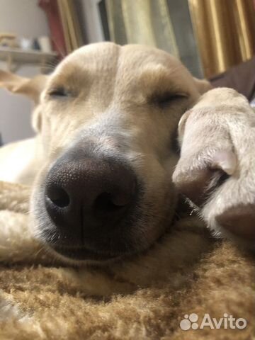 Чудесная собака в добрые руки