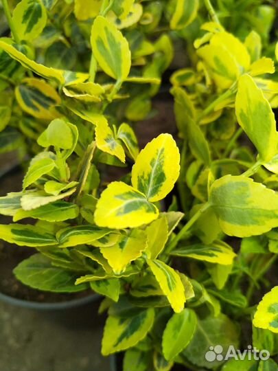 Бересклет Форчуна Emerald Gold