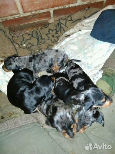 Такса вязка