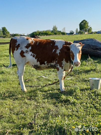 Корова высокоудойная