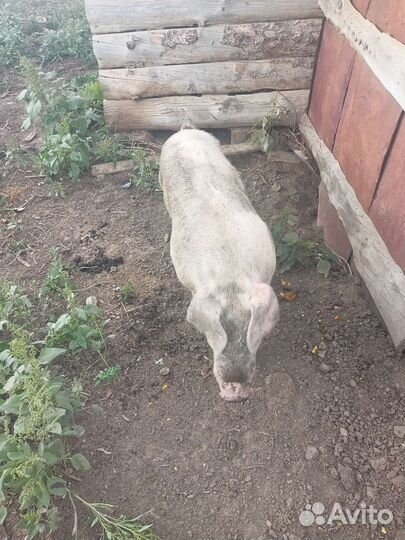 На племя ландрас+дюрок