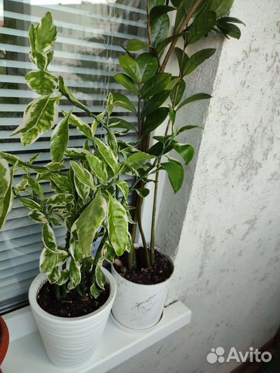 Педилантус