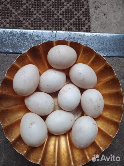Яйца индоуток домашние