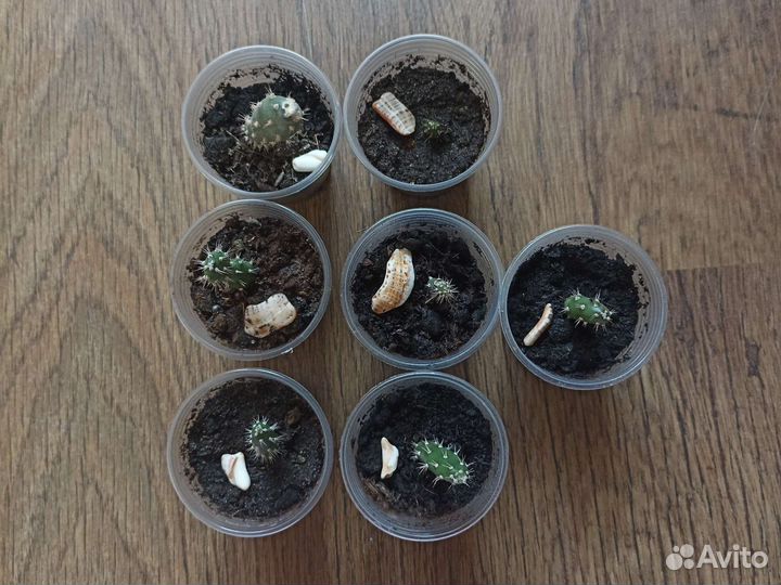 Кактус комулопунция