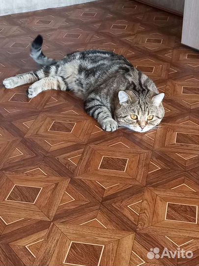 Кот на вязку