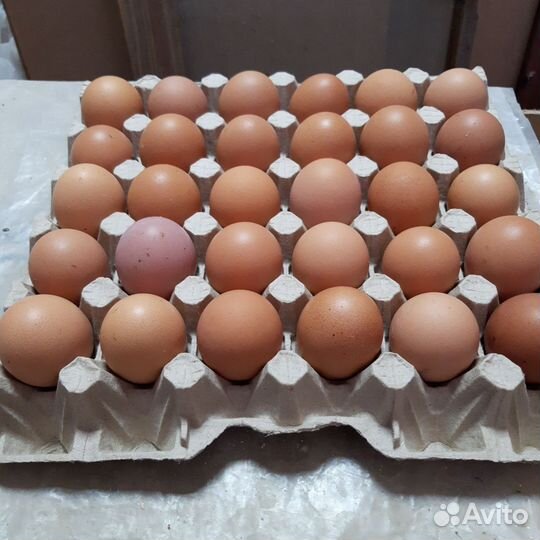 Кролики, нутрии, яйцо
