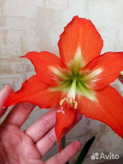 Гиппеаструм