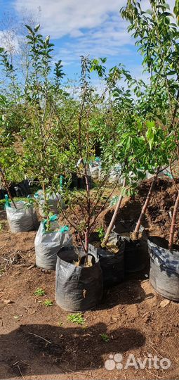 Саженцы яблони