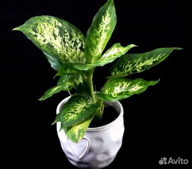 Растения для офиса