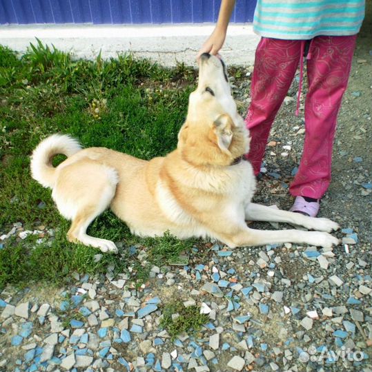 Собака - компаньон