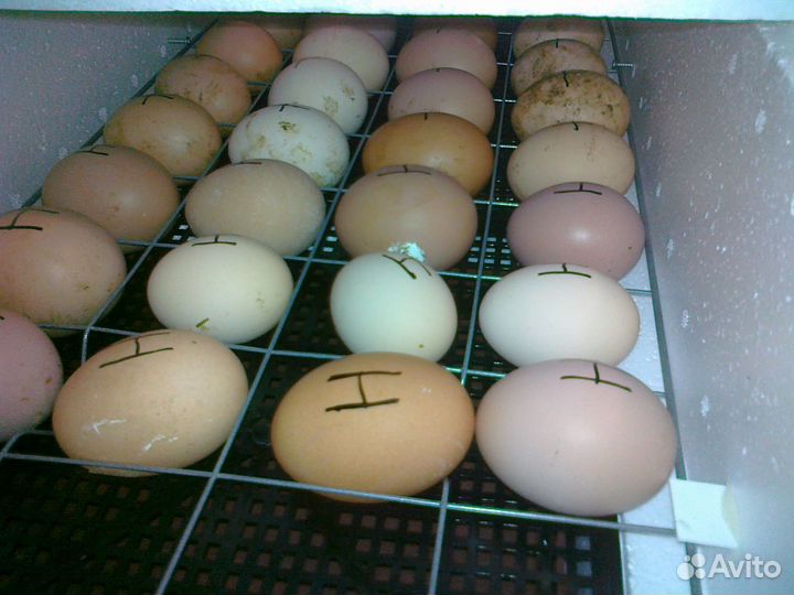 Домашние куриные яйцо для инкубацыи