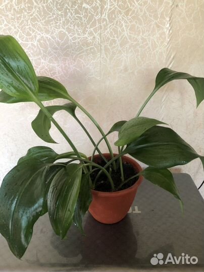 Комнатные цветы