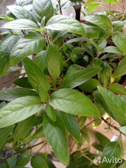 Цветок пушистик