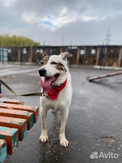 Олли молодая собака ищет дом