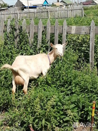 Козы, козлята