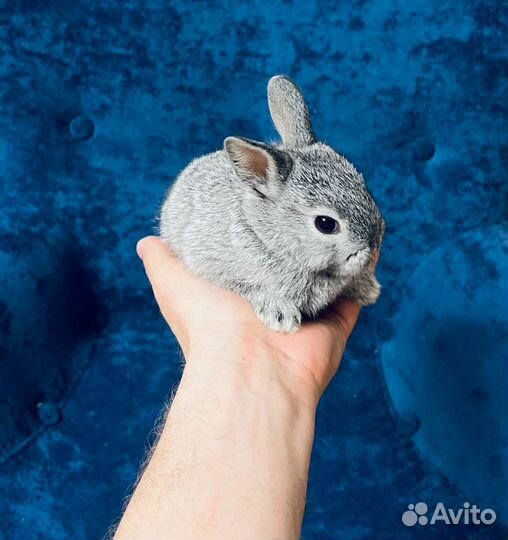 Кролики декоративные мини