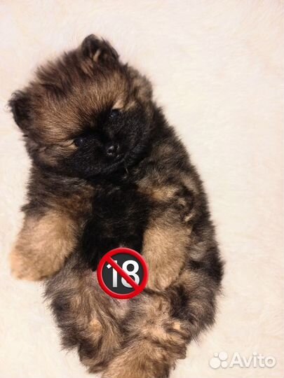 Щенок шпица