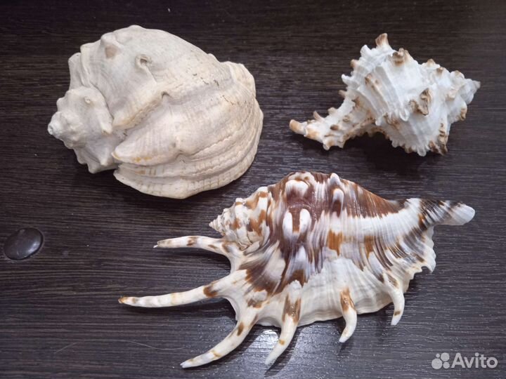 Морские ракушки раковины