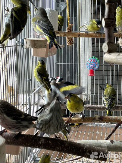 Певчие птички