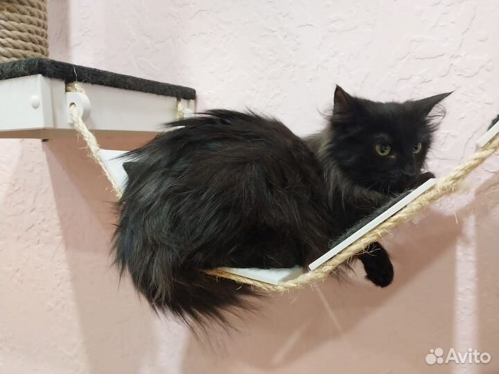 Отдадим в добрые руки очаровательного котенка