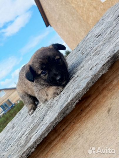 Щенки дворняжки