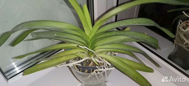 Ванда Papilionanda paksorn fragrance