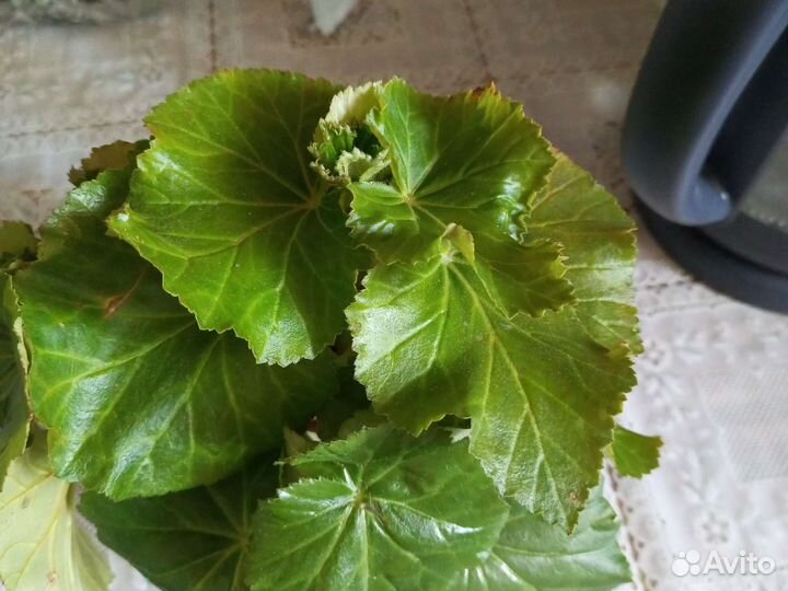 Бегония элатиор красная, глоксинии