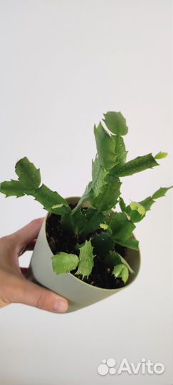 Декабрист Шлюмберга красный зигокактус