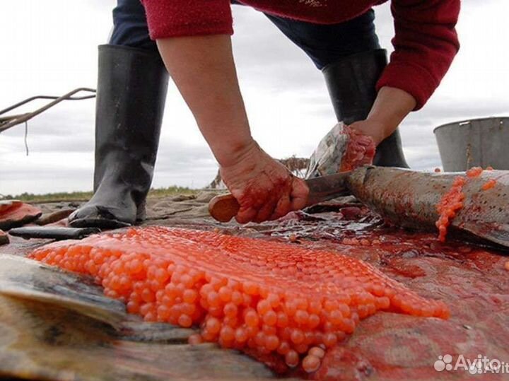 Рыбалка. Камчатка. Туризм