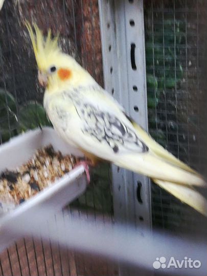 Попугай корелла птенцы, клетка