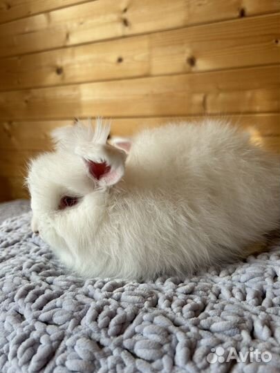 Кролики немецкая ангора