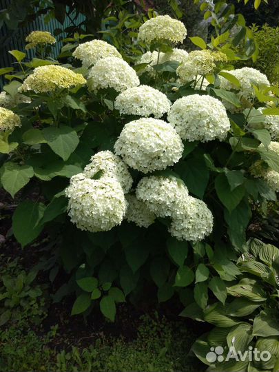 Гортензия древовидная Анабель