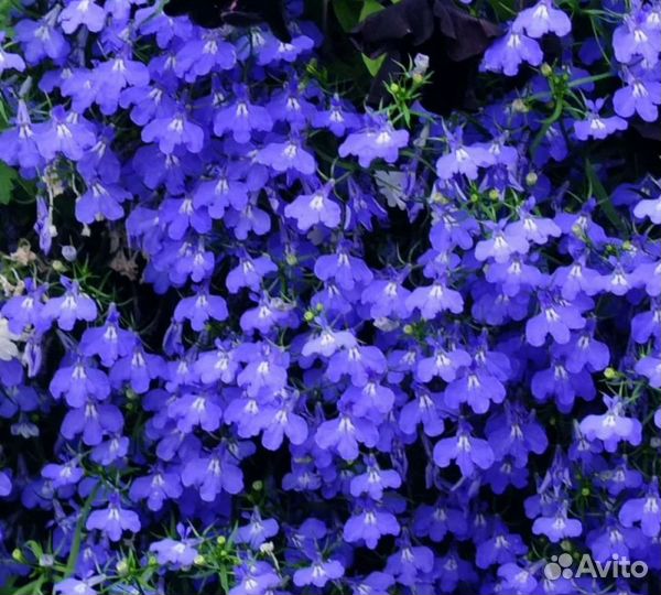 Лобелия ампельная ассорти