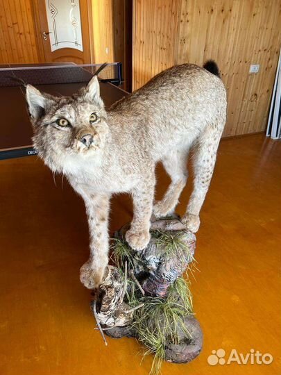 Чучело (имитация) рыси